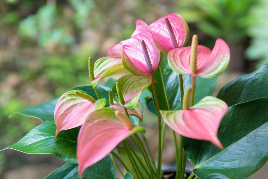 Tanaman Hias Anthurium