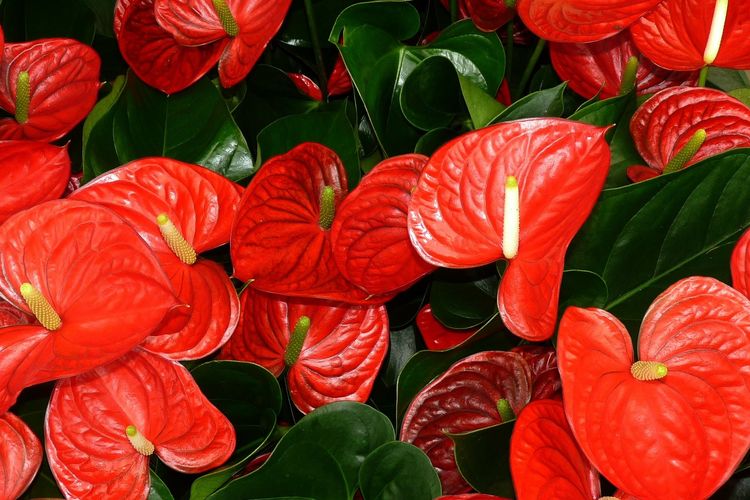 Bagaimana Cara Menyiram dan Memberi Pupuk kepada Anthurium yang Sehat