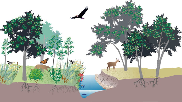 Keseimbangan Ekosistem Air Tawar: Pentingnya Konservasi Sungai dan Danau di Era Modern