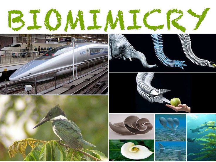 Teknologi Biomimikri: Menginspirasi Inovasi dari Alam