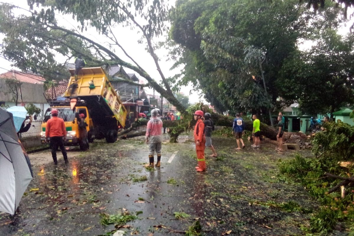 Kejadian Pohon Tumbang di Bogor: Menelusuri Penyebab dan Pencegahannya